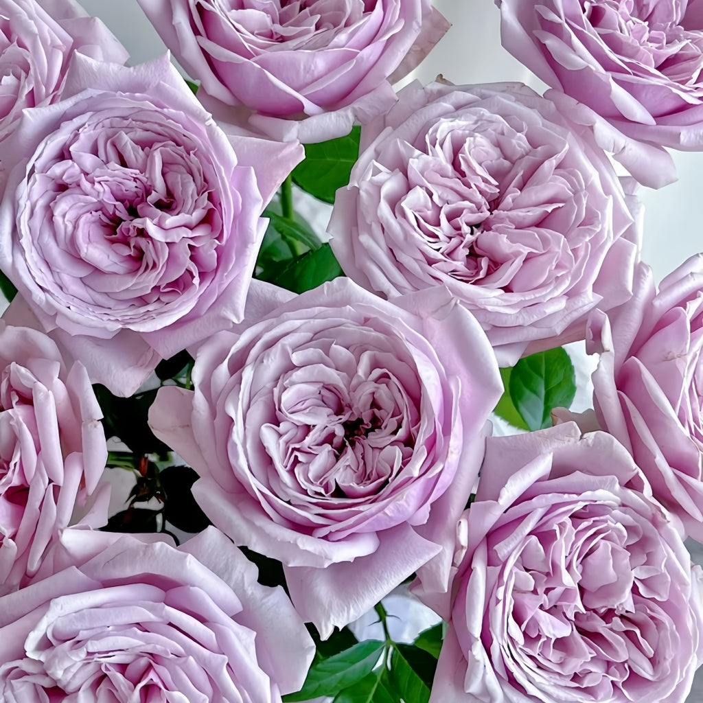 Pacific Blue Rose Plant|太平洋之蓝 – Rose_Explosion