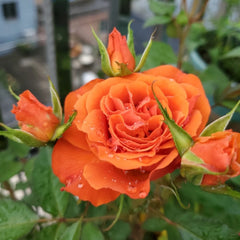 Palma Forever Rose 