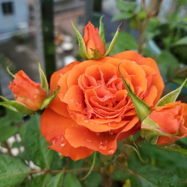 Palma Forever Rose 