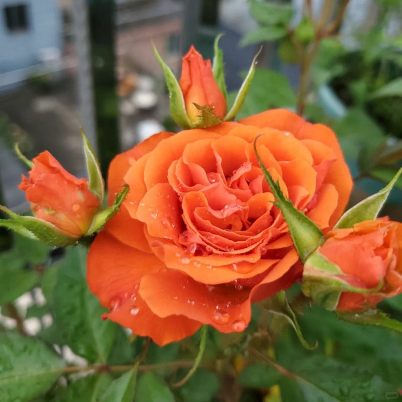 Palma Forever Rose 