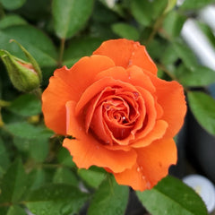 Palma Forever Rose 
