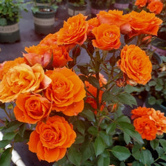 Palma Forever Rose 