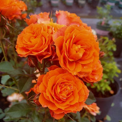 Palma Forever Rose 