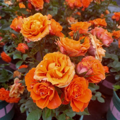 Palma Forever Rose 