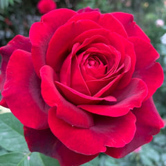 Papa Meilland Rose Plant