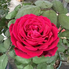 Papa Meilland Rose Plant