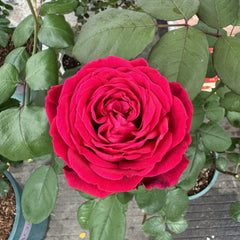 Papa Meilland Rose Plant