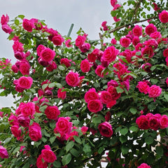 Parade Rose Plant