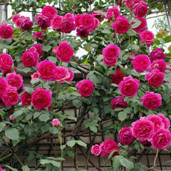 Parade Rose Plant