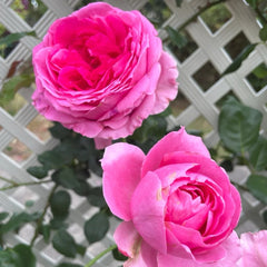 Parade Rose Plant