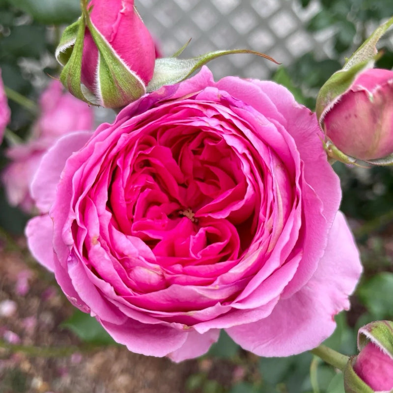 Parade Rose Plant