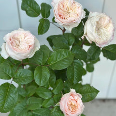 Paradise Beach Rose Plant – Lovely Blooming Roses for Your Garden