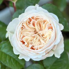 Paradise Beach Rose Plant – Lovely Blooming Roses for Your Garden