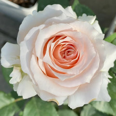 Parle moi Rose Plant