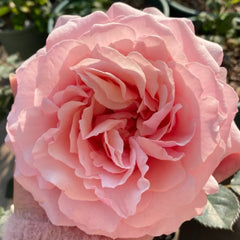 Parle moi Rose Plant