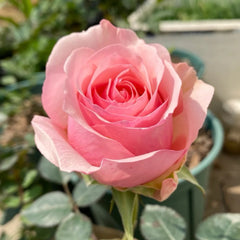 Parle moi Rose Plant