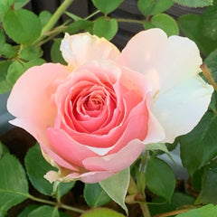 Parle moi Rose Plant