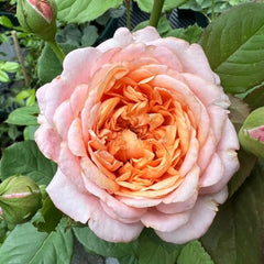 Partner Rose Plant