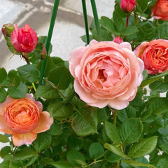 Partner Rose Plant