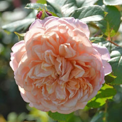 Partner Rose Plant