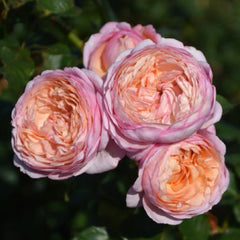 Partner Rose Plant