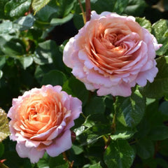 Partner Rose Plant