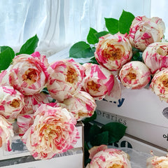 PartyRanunculaRosePlant