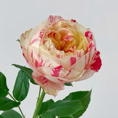 PartyRanunculaRosePlant