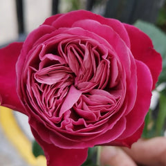 Party Trendsetter Rose Plant