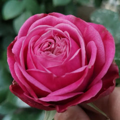 Party Trendsetter Rose Plant