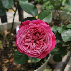 Party Trendsetter Rose Plant