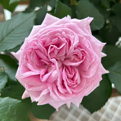 Patchouli Rose