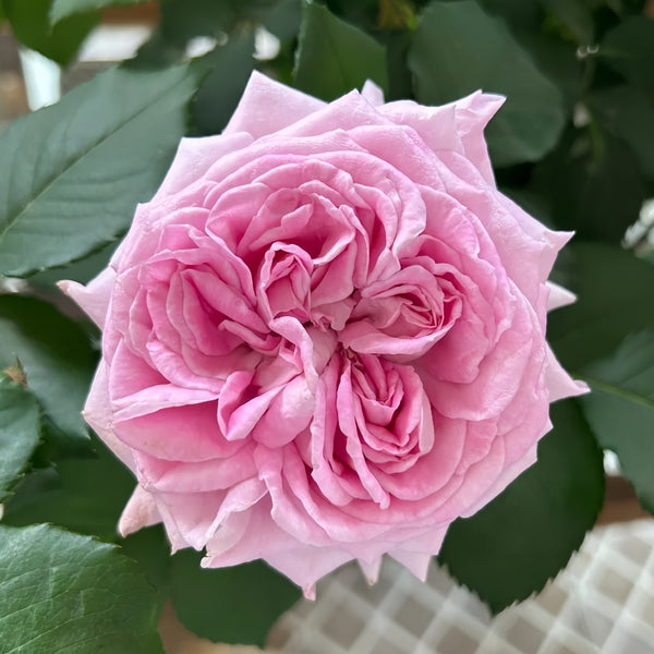 Patchouli Rose