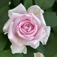 Patchouli Rose