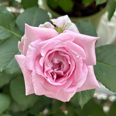 Patchouli Rose