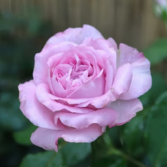 Patchouli Rose