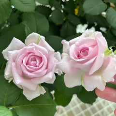 Patchouli Rose