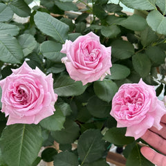 Patchouli Rose