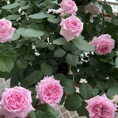 Patchouli Rose
