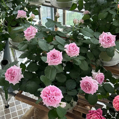 Patchouli Rose