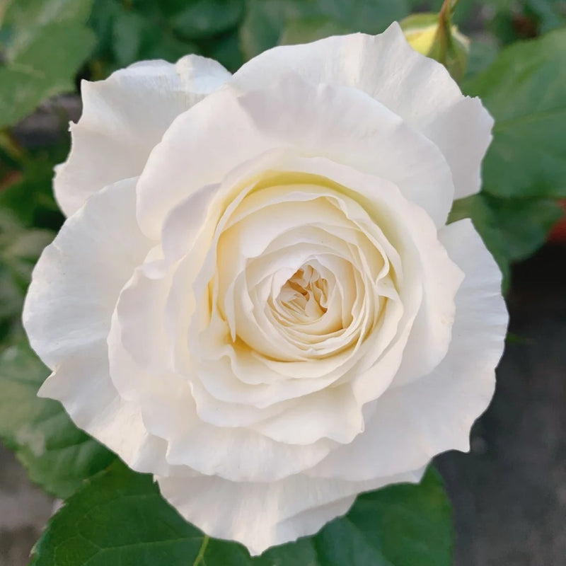 Patience Rose – Timeless Creamy Austin Elegance