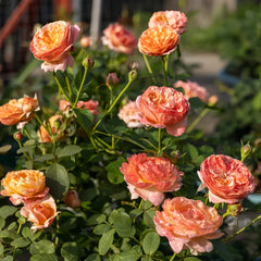 Paul Klee Rose Plant