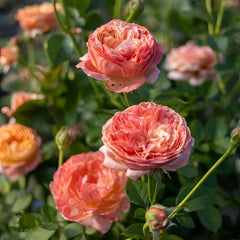 Paul Klee Rose Plant