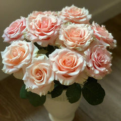 Paul Ricard Rose Plant
