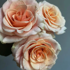 Paul Ricard Rose Plant