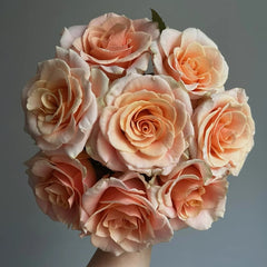 Paul Ricard Rose Plant