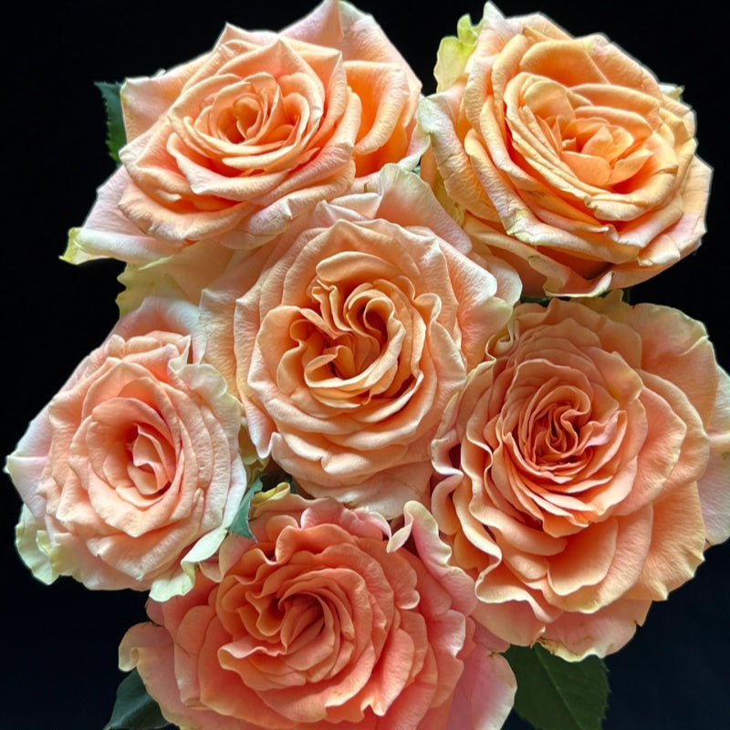 Roses From Netherlands – Page 3 – Rose_Explosion