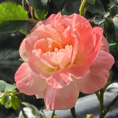 Peach DRIFT Rose Plant with soft peach pink blooms