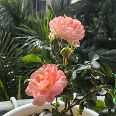 Peach DRIFT Rose Plant with soft peach pink blooms