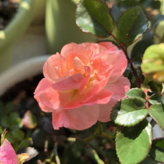 Peach DRIFT Rose Plant with soft peach pink blooms